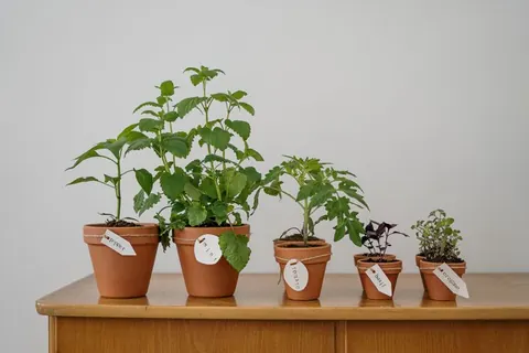 Web de muestra para Botica natural