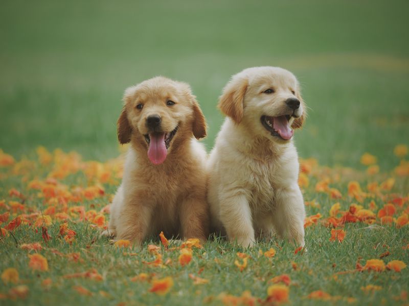 Web de ejemplo para Tienda de mascotas