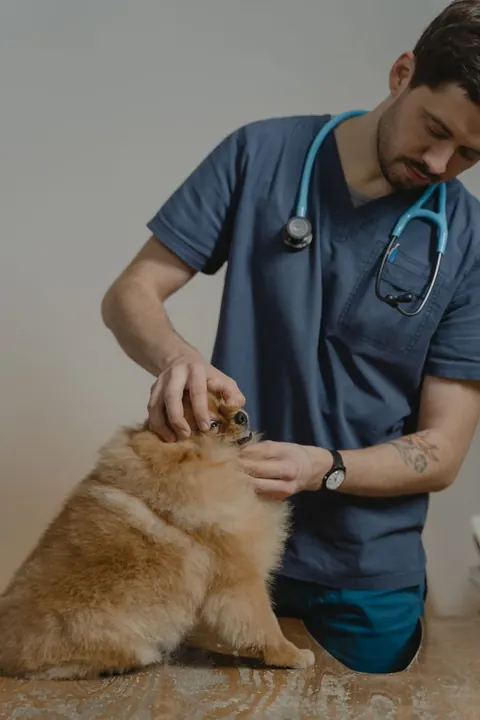 Web de muestra para Clínica veterinaria