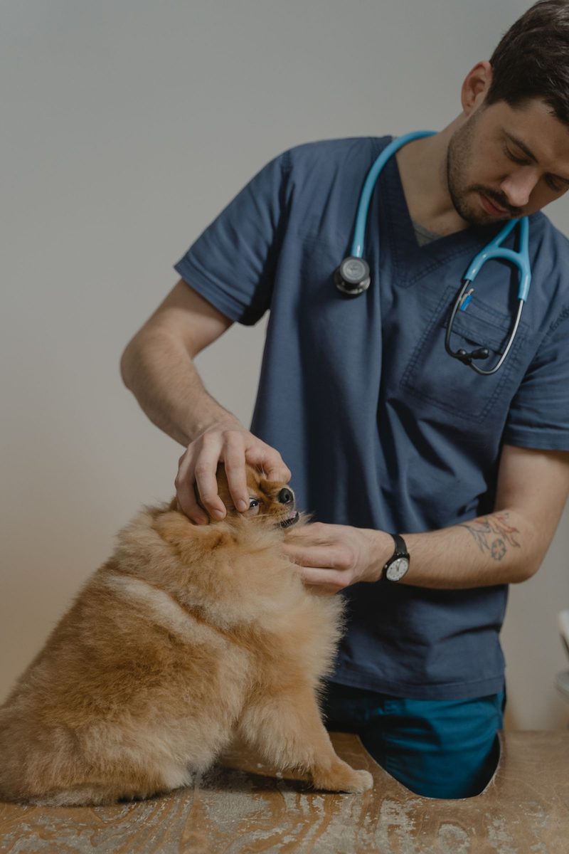 Demo de página web para clínica veterinaria